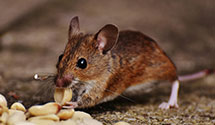 24 Hour & Emergency Exterminators in Vergennes, IL
